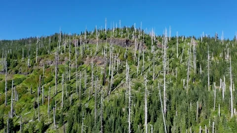 Mountain side with new tree growth and old trees near mt st helens Stock Footage 136209564