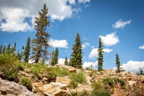 Mountain Side With Pine Trees Stock-Fotos