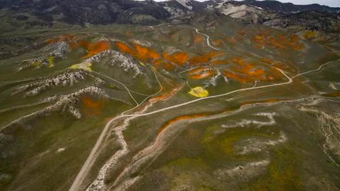 Mountain Side with a superbloom Stock Photos