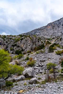 Mountain side with trees and cloud in background Stock Photos