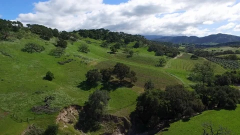 Mountain side Vineyard Aerial Stock Footage 116149479