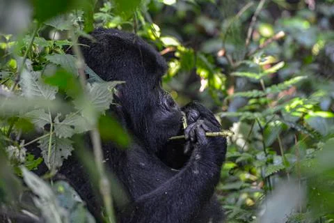 Mountain Silverback Gorilla Stock Photos