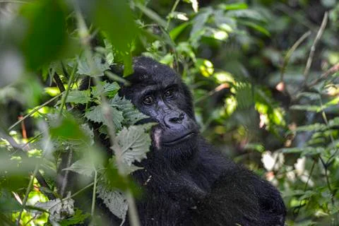 Mountain Silverback Gorilla Stock Photos