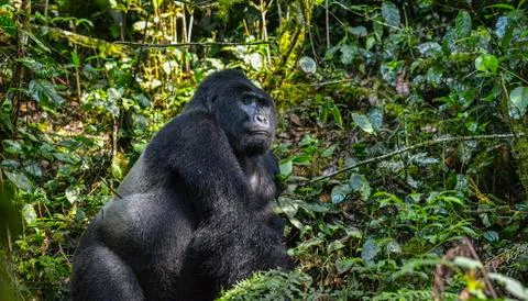 Mountain Silverback Gorilla Stock Photos