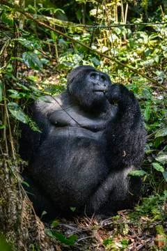 Mountain Silverback Gorilla Stock Photos