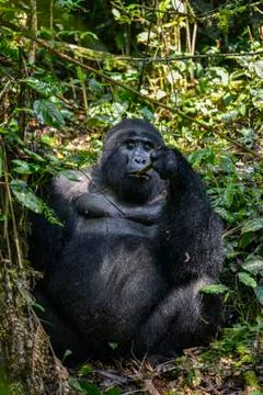 Mountain Silverback Gorilla Stock Photos