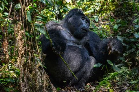 Mountain Silverback Gorilla Foto stock