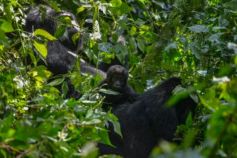 Mountain Silverback Gorilla Stock Photos