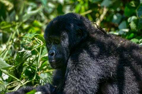 Mountain Silverback Gorilla Stock Photos