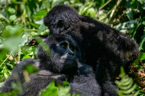 Mountain Silverback Gorilla Stock Photos