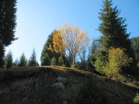 Mountain, sky, trees Stock Photos