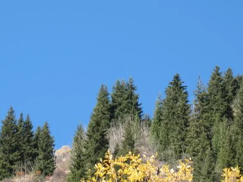 Mountain, sky, trees Stock Photos