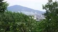 Mountain & Skyline Of Busan South Korea View Thru Green Trees 4K 4k or 4k+ Resolution