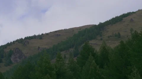 Mountain slope and forest Stock Footage 171736098