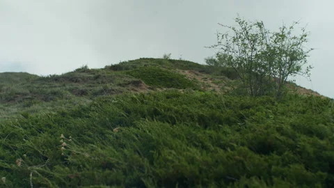 Mountain slope and juniper Stock Footage 221003102