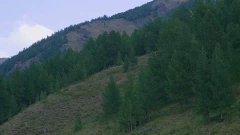Mountain slope and trees Stock Footage 171734928
