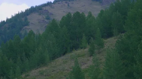 Mountain slope and trees Stock Footage 171735047