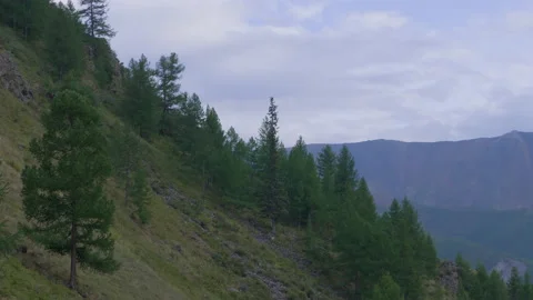 Mountain slope and trees Stock Footage 171736273