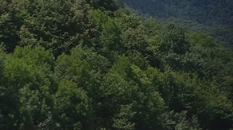 Mountain slope chestnus trees pan- village of Castasegna Stock Footage 18006913