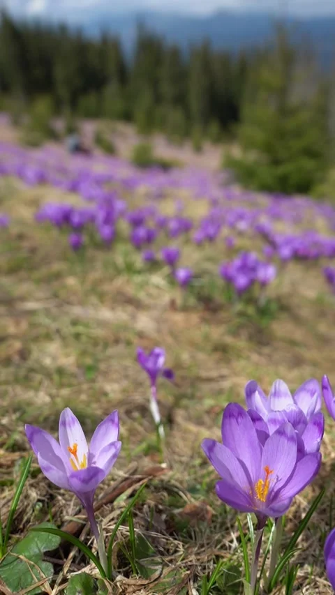 Mountain slope covered with blooming crocuses Stock Footage 280302197