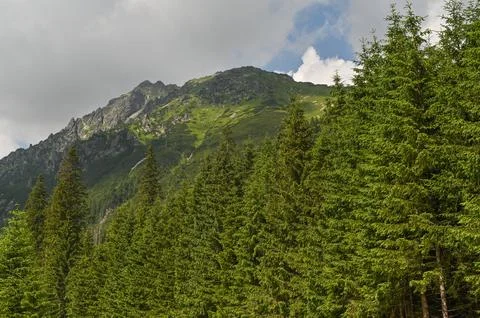 Mountain slope filled with pine forest and rocky peak above. highland scene.. Stock Photos