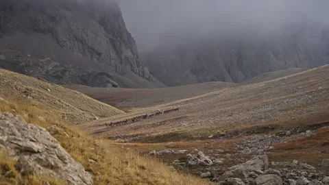 Mountain slope with ibexes walking, showcasing wildlife movement against cloudy Stock Footage 297612323