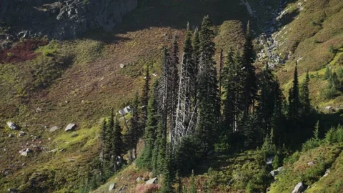 Mountain Slope with Pine Trees and Rocky Green Landscape Stock Footage 319054875