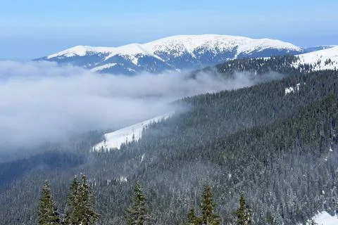 Mountain slopes covered with forest. cloud beneath. mountain range Stock Photos