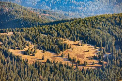 Mountain slopes covered with pine forests. Stock Photos
