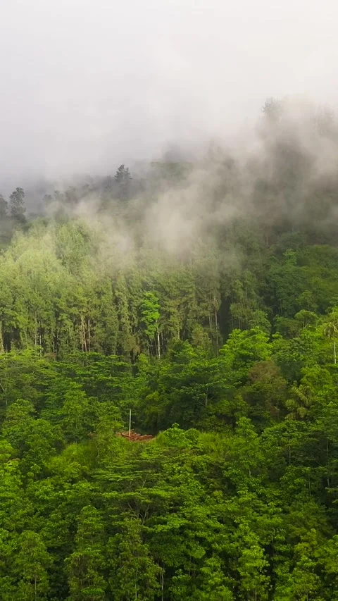 Mountain slopes covered with rainforest and jungle. Stock Footage 321984053