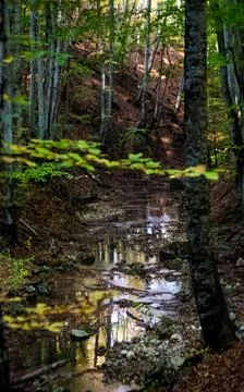 Mountain small river in forest with rapids and waterfalls. A forest creek. Stock Photos