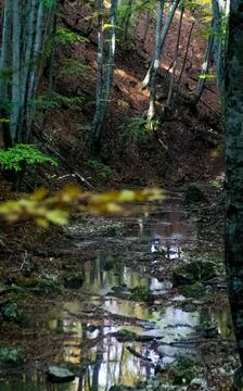 Mountain small river in forest with rapids and waterfalls. A forest creek. Stock Photos