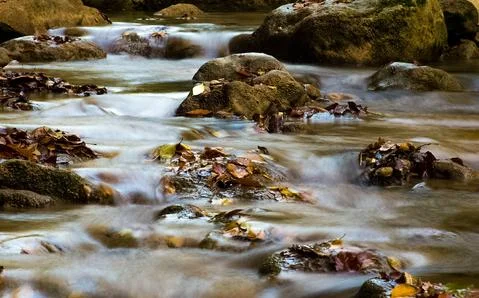 Mountain small river in forest with rapids and waterfalls. A forest creek. Stock Photos