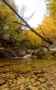 Mountain small river in forest with rapids and waterfalls. A forest creek. Stock Photos