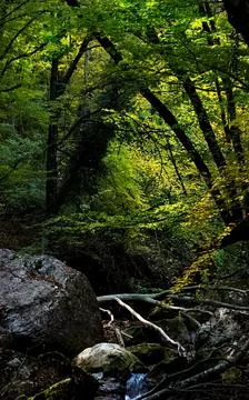 Mountain small river in forest with rapids and waterfalls. A forest creek. Stock Photos