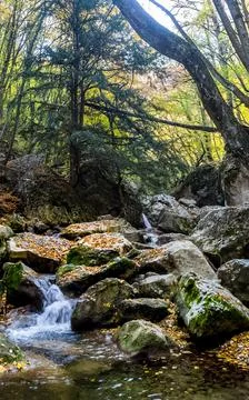 Mountain small river in forest with rapids and waterfalls. A forest creek. Stock Photos