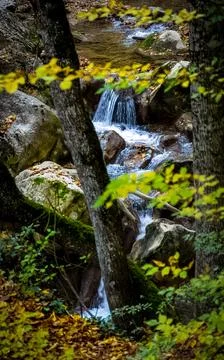 Mountain small river in forest with rapids and waterfalls. A forest creek. Stock Photos