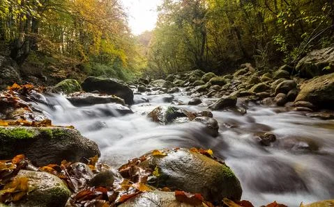 Mountain small river in forest with rapids and waterfalls. A forest creek. Stock Photos
