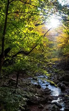 Mountain small river in forest with rapids and waterfalls. A forest creek. Stock Photos