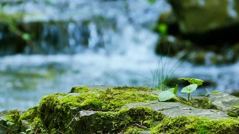 Mountain  small river  with old stones and green moss. Slow motion Stock Footage 79890958