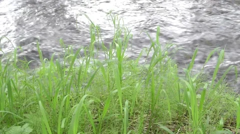 Mountain small small river with a rapid current Stock Footage 8563718