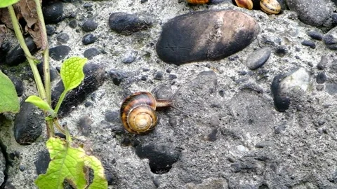 Mountain snail creeps on a stone wall Stock Footage 134870908