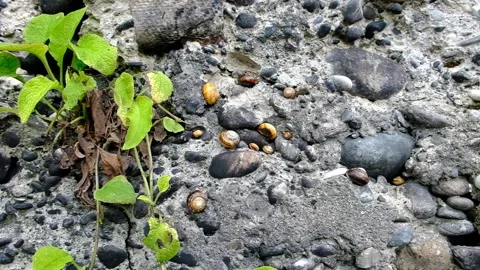 Mountain snail creeps on a stone wall Stock Footage 134871809