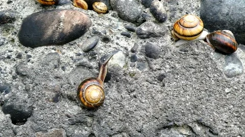 Mountain snail creeps on a stone wall Stock Footage 134872172