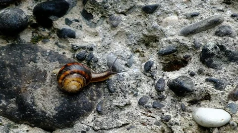Mountain snail creeps on a stone wall Stock Footage 134874537
