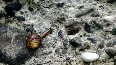Mountain snail creeps on a stone wall Stock Footage 134874832