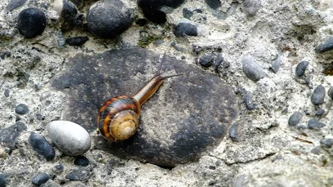 Mountain snail creeps on a stone wall Stock Footage 134875105