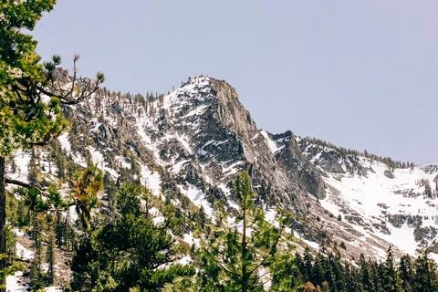Mountain with a snow and pine trees Stock Photos