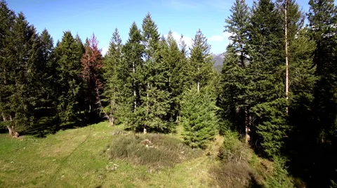 Mountain Snow Capped Forest Reveal Video stock 65640957