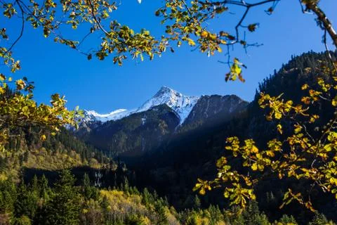 Mountain snow with tree frame Stock Photos